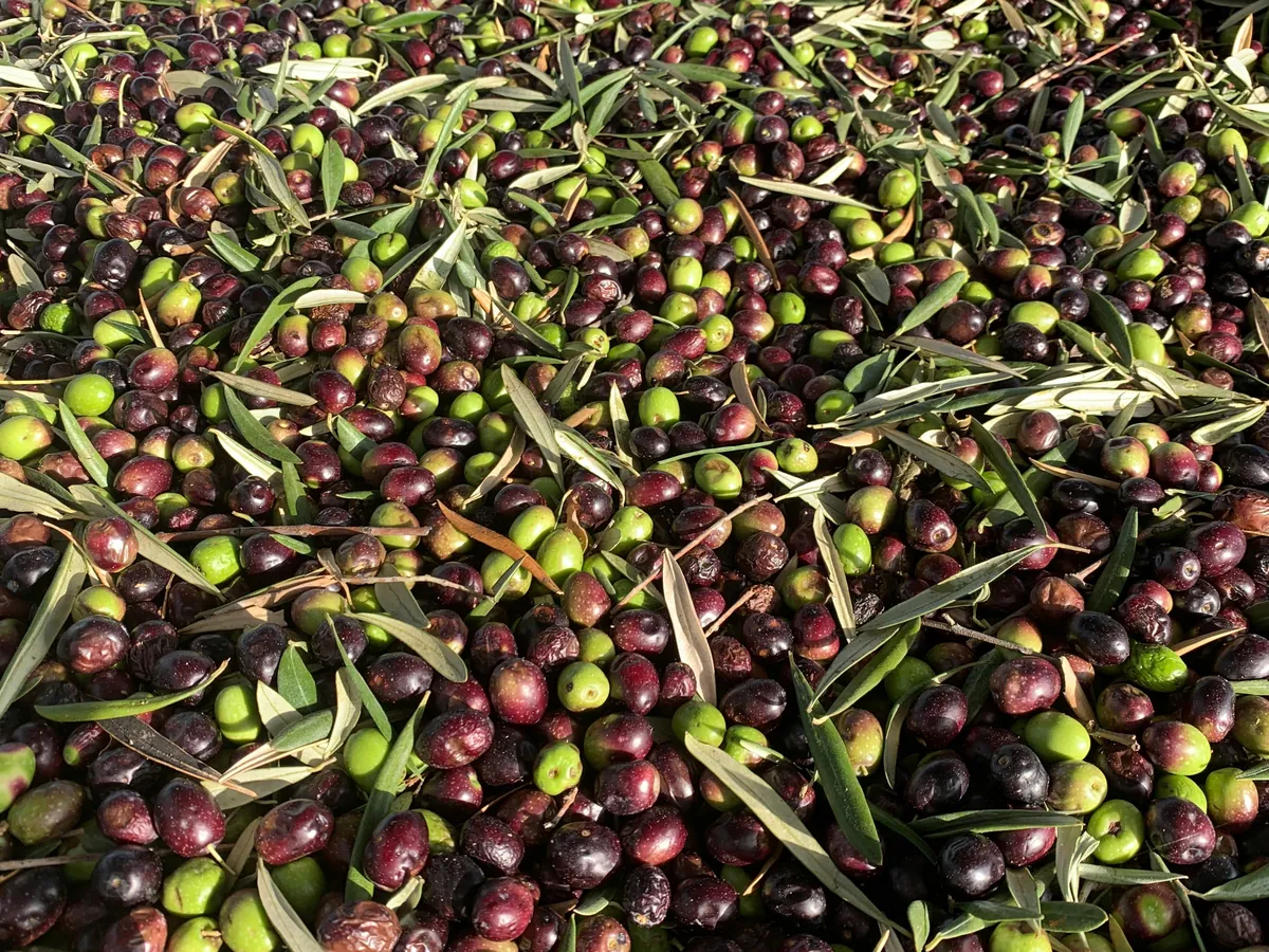 La raccolta a mano delle olive negli uliveti Romagnoli
